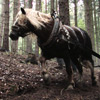 stereoskopický film les 3d - kůň v lese